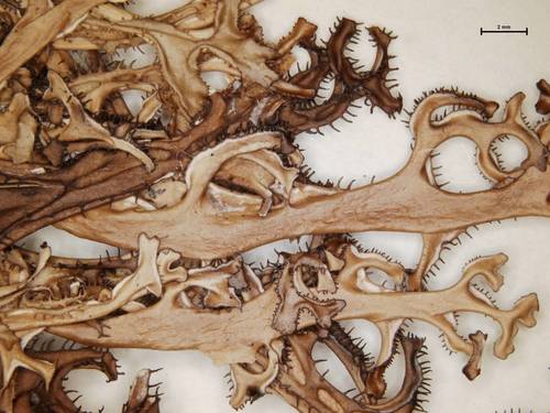 Striped Iceland Lichen