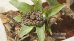 Ophryacus smaragdinus