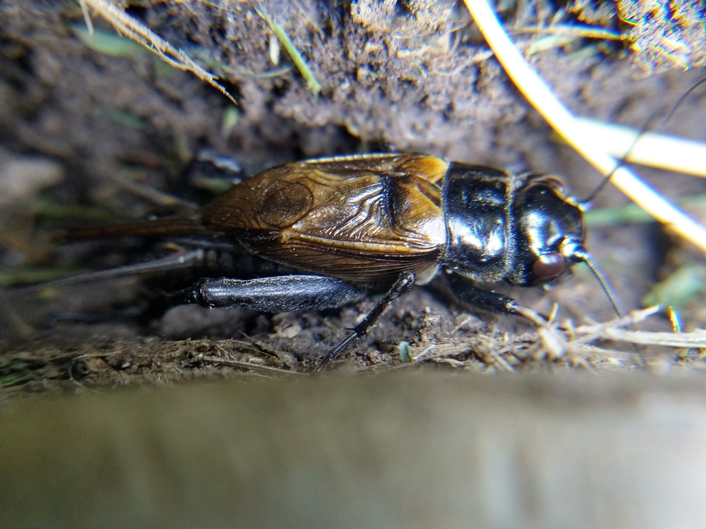 western stutter-trilling cricket