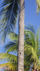 Melanerpes