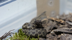 Ophryacus smaragdinus