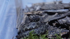 Ophryacus smaragdinus