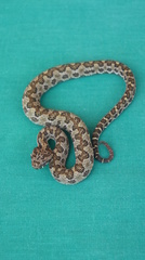 Ophryacus smaragdinus