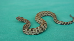 Ophryacus smaragdinus