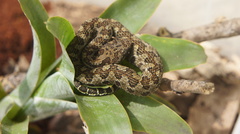 Ophryacus smaragdinus