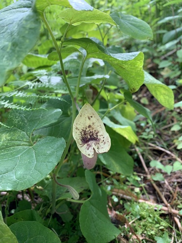 Aristolochia pontica, 2023-05-20