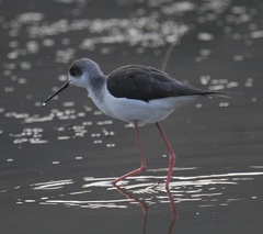 Himantopus himantopus