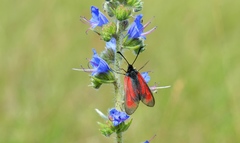 Zygaena purpuralis