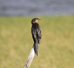 Microcarbo africanus