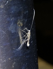 Conopomorpha sinensis