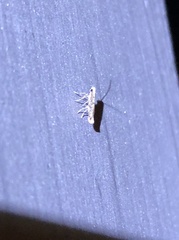 Epicephala lanceolaria