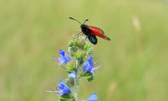 Zygaena purpuralis