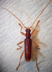 Astetholida lucida