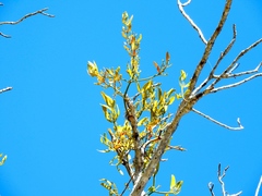 Phoradendron crassifolium