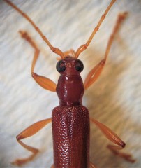 Astetholida lucida