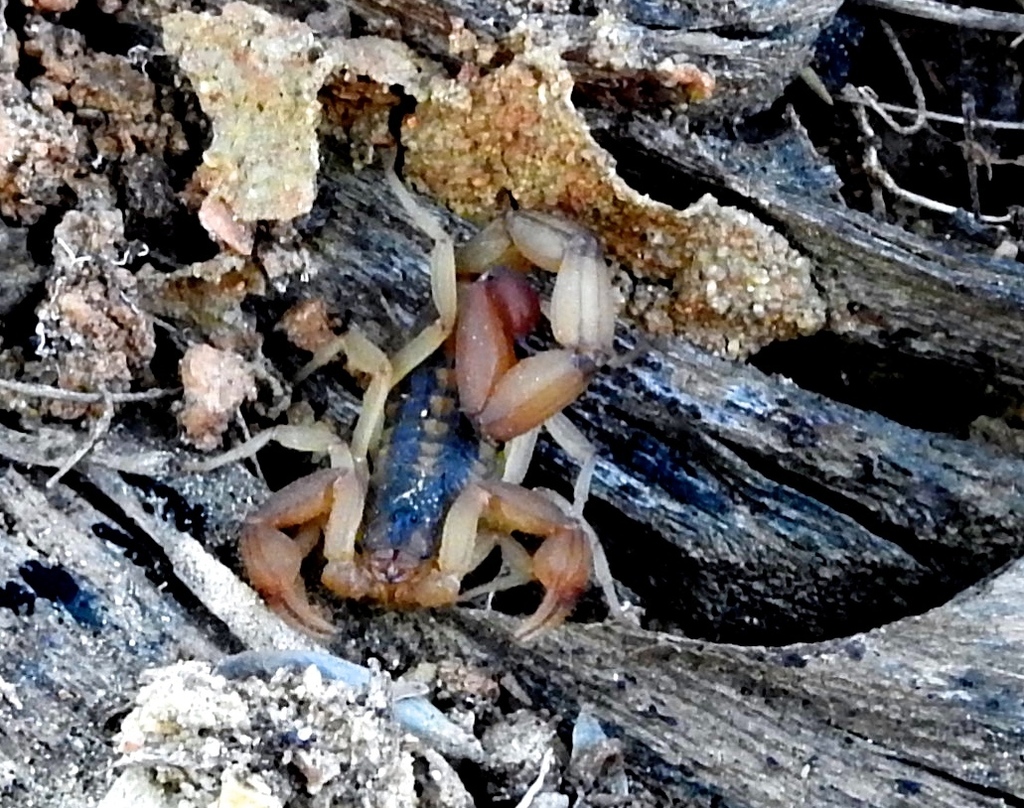 Centruroides baldazoi