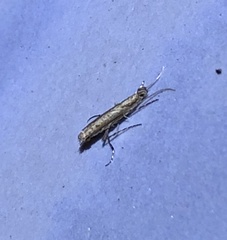 Stomphastis polygoni