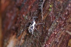 Eugnoristus monachus