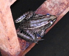 Lithobates magnaocularis