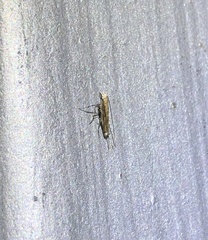 Stomphastis polygoni