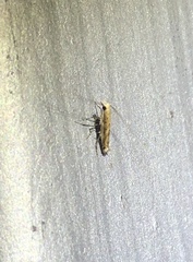 Stomphastis polygoni