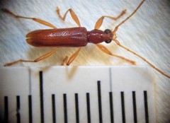 Astetholida lucida