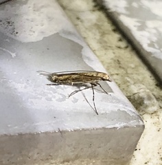 Stomphastis polygoni