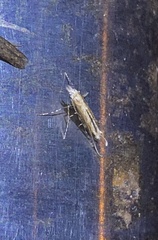 Stomphastis polygoni