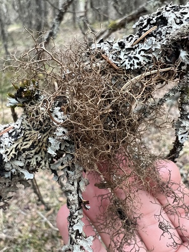 Bryocaulon pseudosatoanum observed 2023-05-19