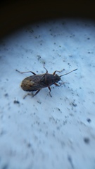 Rhypodes