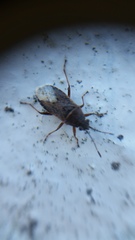 Rhypodes