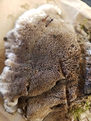 Hydnellum suaveolens