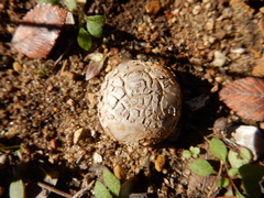 Scleroderma texense