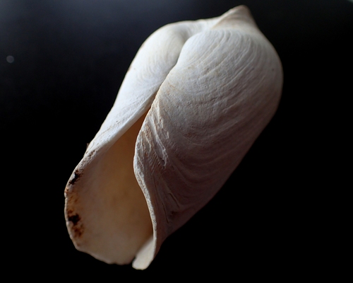 Truncate Softshell Clam