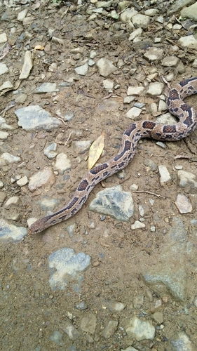 Stenorrhina degenhardtii