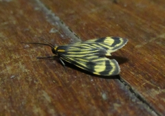 Eucereon costulata