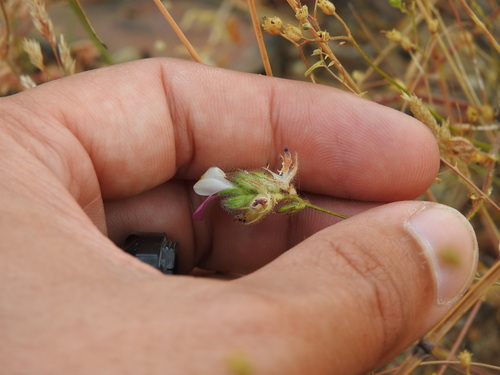 Image of Ononis baetica by (c) Duarte Frade, some rights reserved (CC BY)