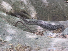 Bothrops alternatus