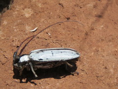 Deliathis imperatrix