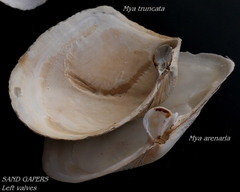 Mya truncata
