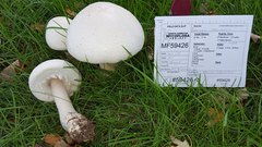 Agaricus crocodilinus