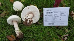 Agaricus crocodilinus