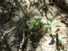 Mammillaria sphaerica
