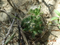 Mammillaria sphaerica