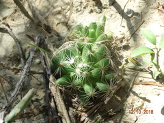 Mammillaria sphaerica