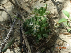 Mammillaria sphaerica
