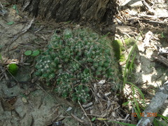 Mammillaria sphaerica