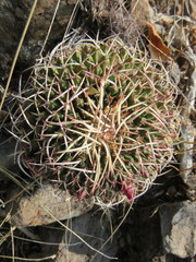 Mammillaria mystax