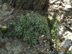 Mammillaria sphaerica