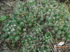 Mammillaria sphaerica